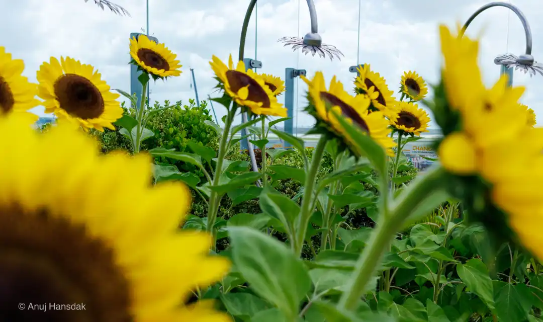 Sunflowers blooming at different stages, symbolising career reinvention for late bloomers